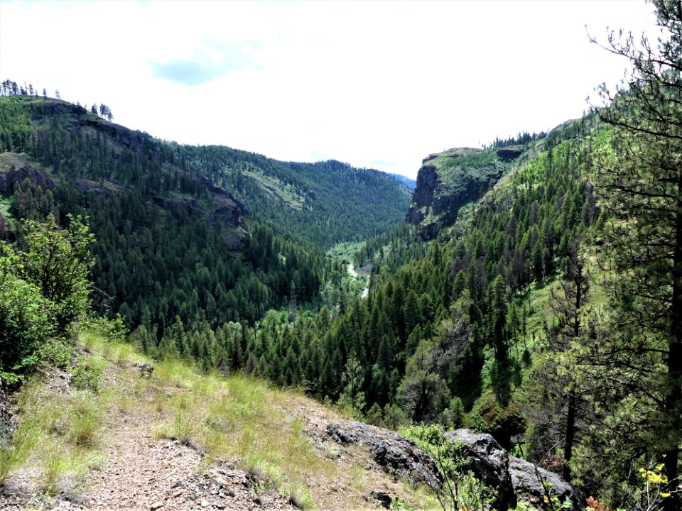 Colville NF - 10-mile trail - vista 3- June 2020 - Sharleen Puckett