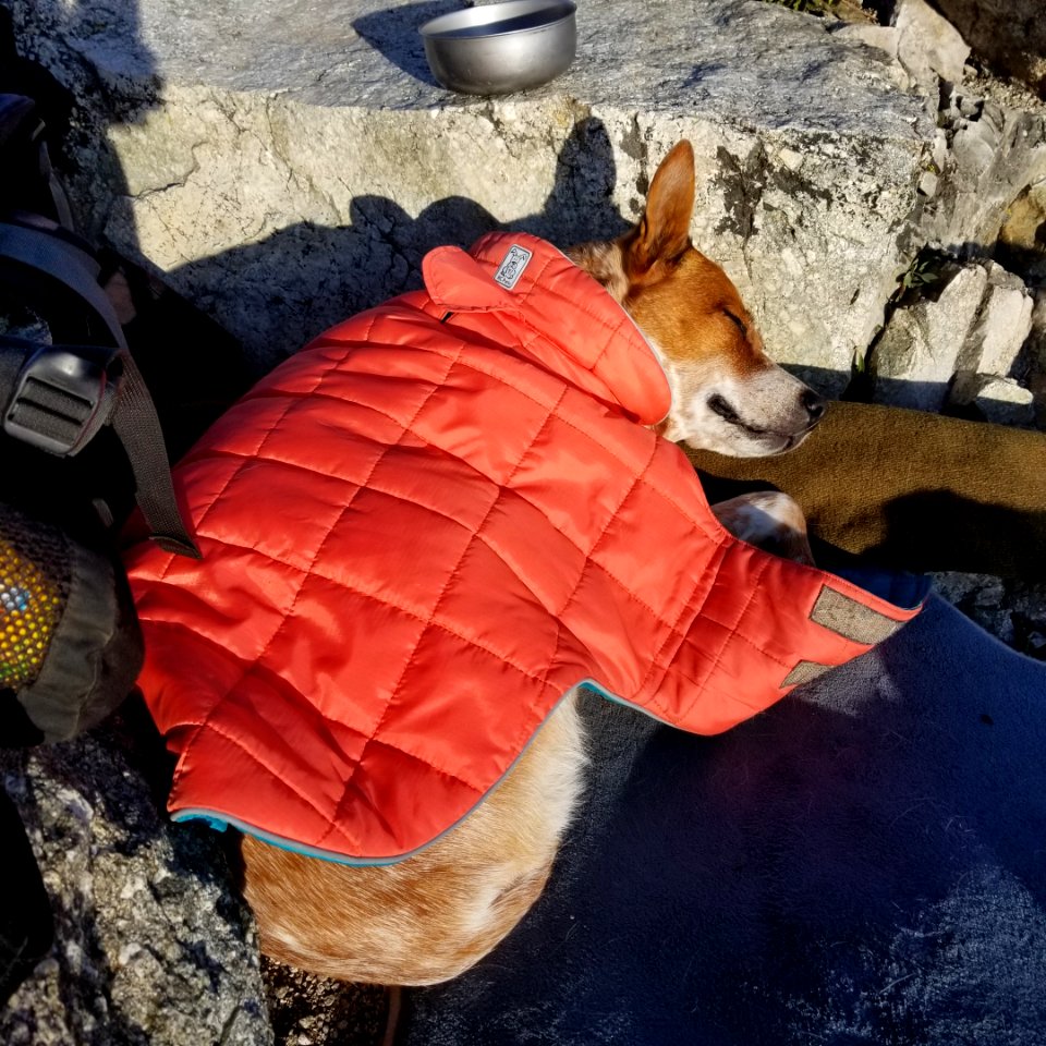 DogGingerSleepingAtObsPoint(2)DuringNormalColdWeatherPriorToTheStorm ChelanRD-OkaWenNFbyJanet MillardUSFS 2019-09-08