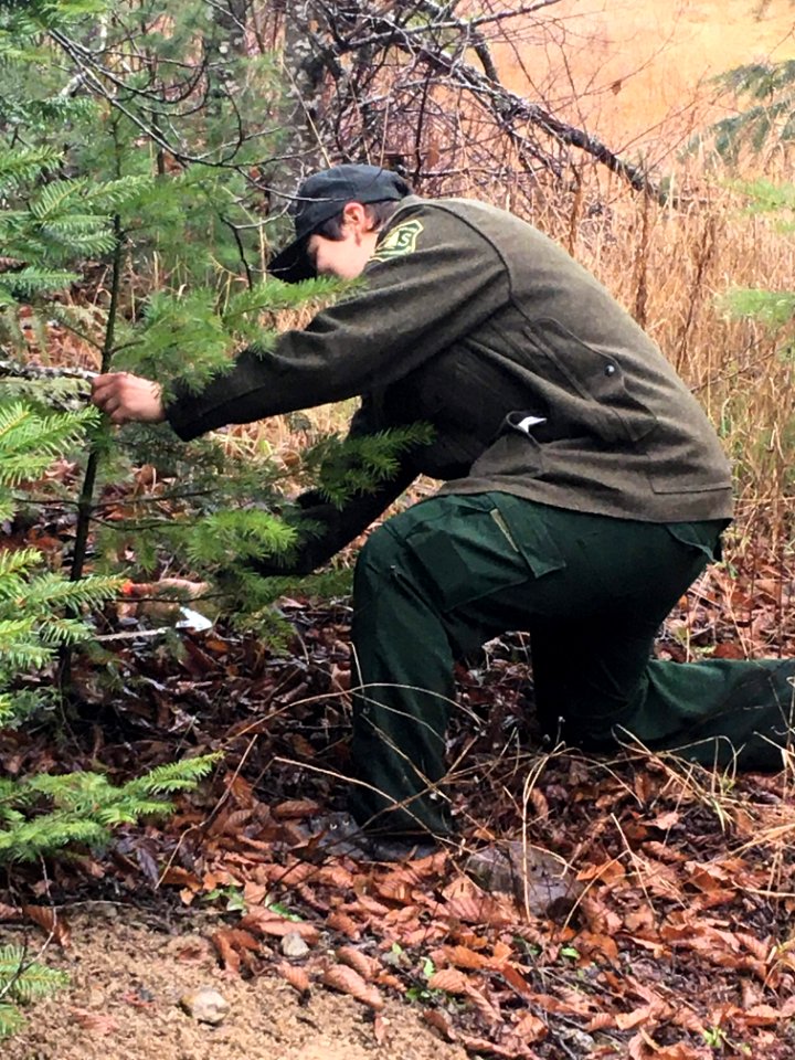 201912 Gifford Pinchot Holiday Tree Cutting 02 in December.