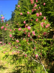 201905 FS Olympic Flowering Currant Photo by Karen Holtrop photo
