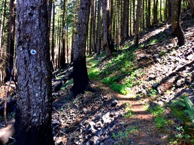 Pacific Crest Trail in the Columbia River Gorge in Oregon post Eagle Creek Fire 6/14/2018 photo by Ralph Bloemers, Crag Law Center
