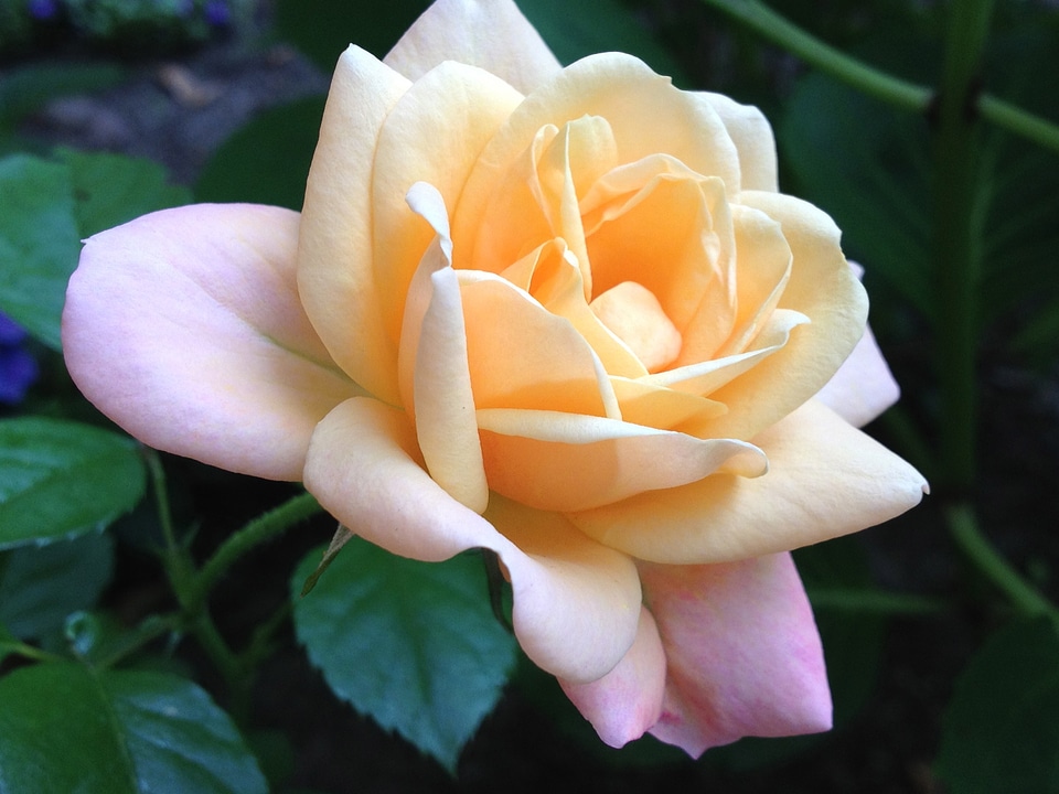 Garden romantic pastel shadings