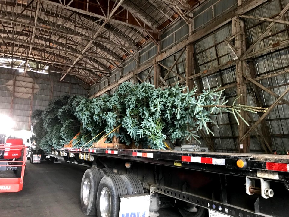 2018 Capitol Christmas Tree in Warehouse
