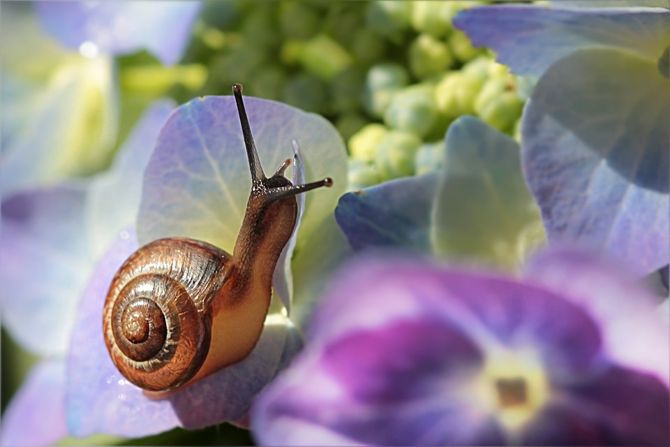 Snail flower garden