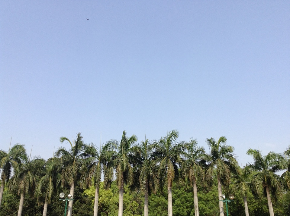 Tree nature green