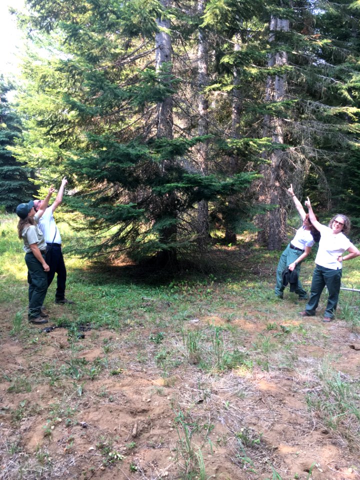 2018 Tree Team searches for the perfect Christmas tree