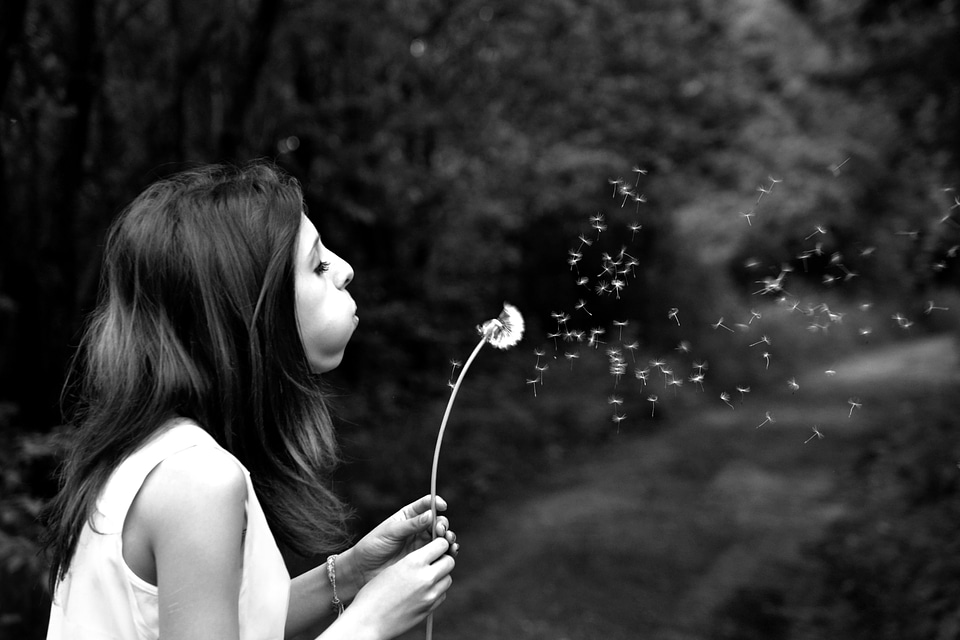 Dandelion wish summer