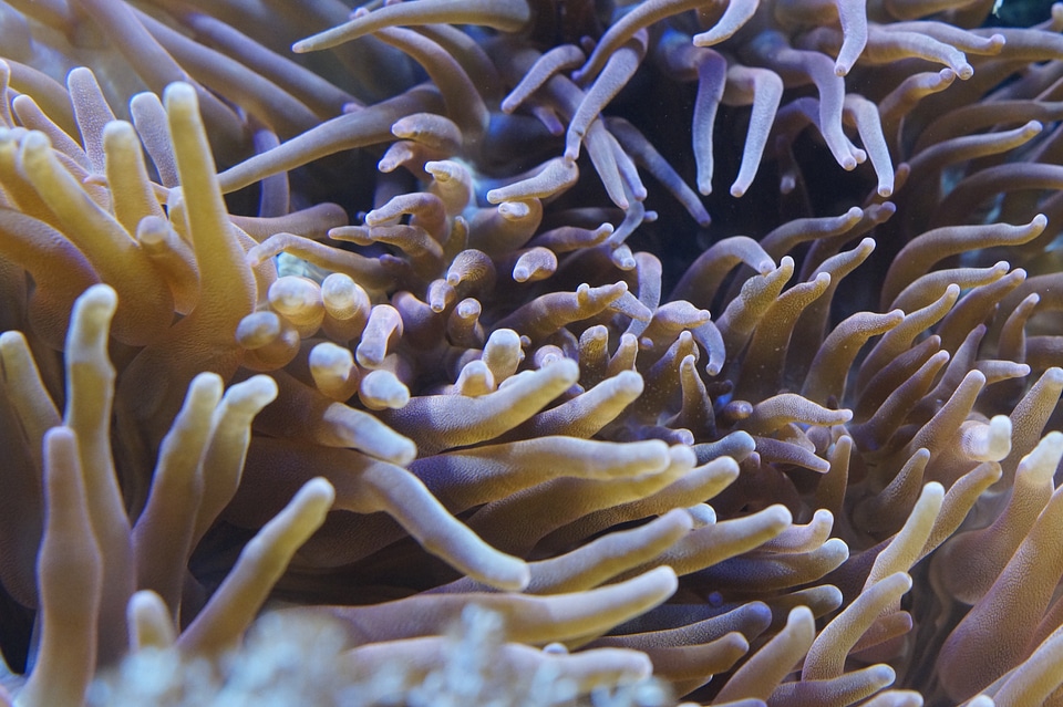 Aquarium sea creature