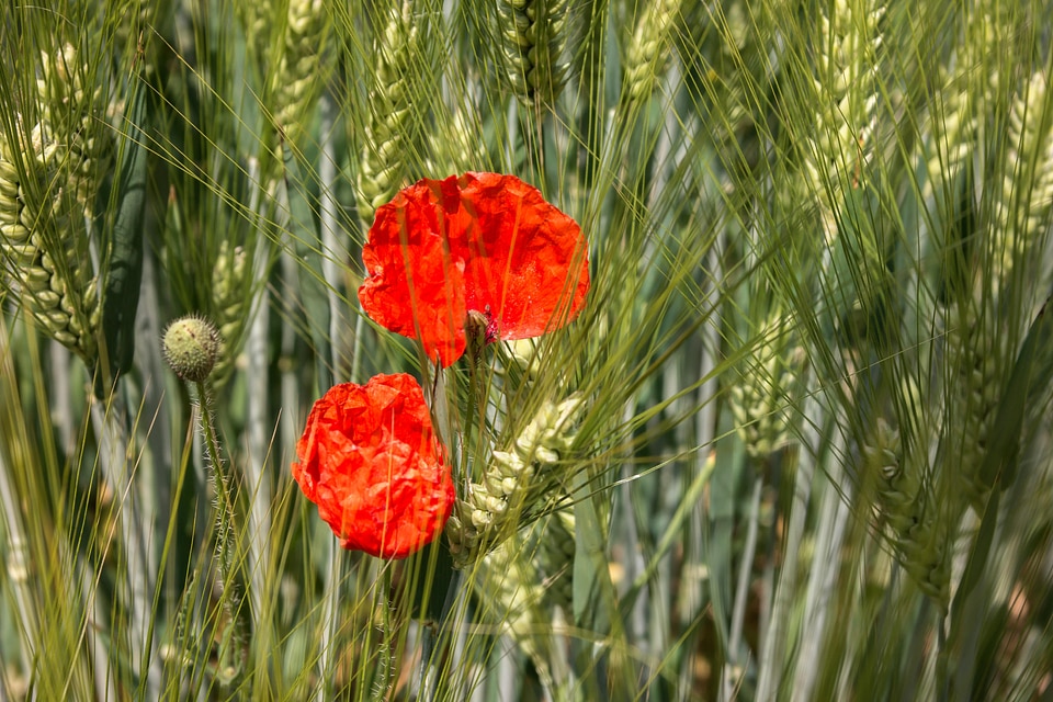 Barley barley field cereals