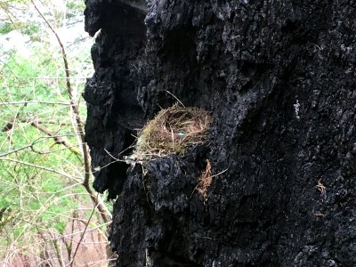 Wahkeena Trail Burned Ponderosa with Robin's Nest