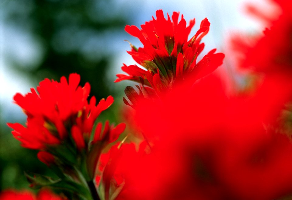 Indian Paintbrush.jpg