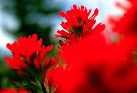Indian Paintbrush.jpg