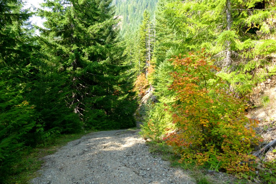 20201001 Olympic FSR2294 BigCreekSide