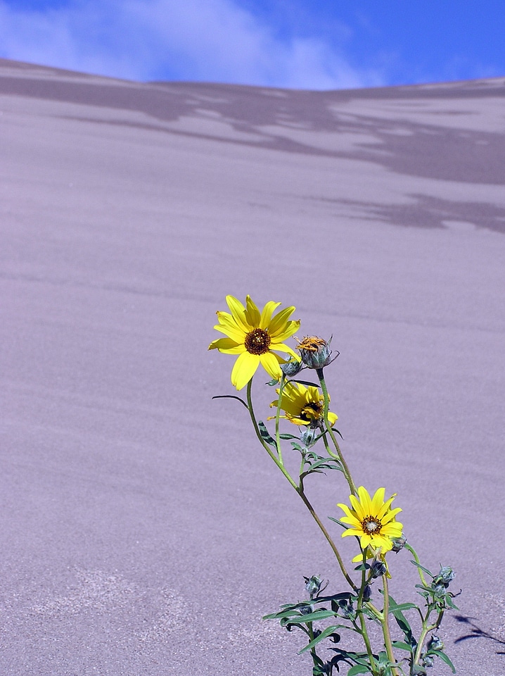 Preserve landscape flower