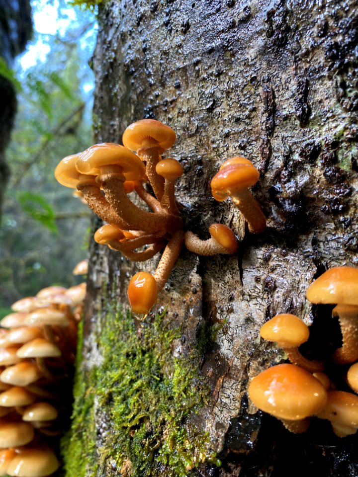 2020-10-13 Olympic Honey Mushroom USFS photo by Kelsey Dyer
