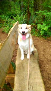 Susys dog at Quinault Rainforest National Recreation Trail