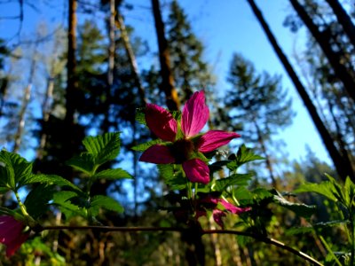 Salmonberry on the Mt. Baker-Snoqualmie National Forest. Photo by Anne Vassar April 20/21, 2021.