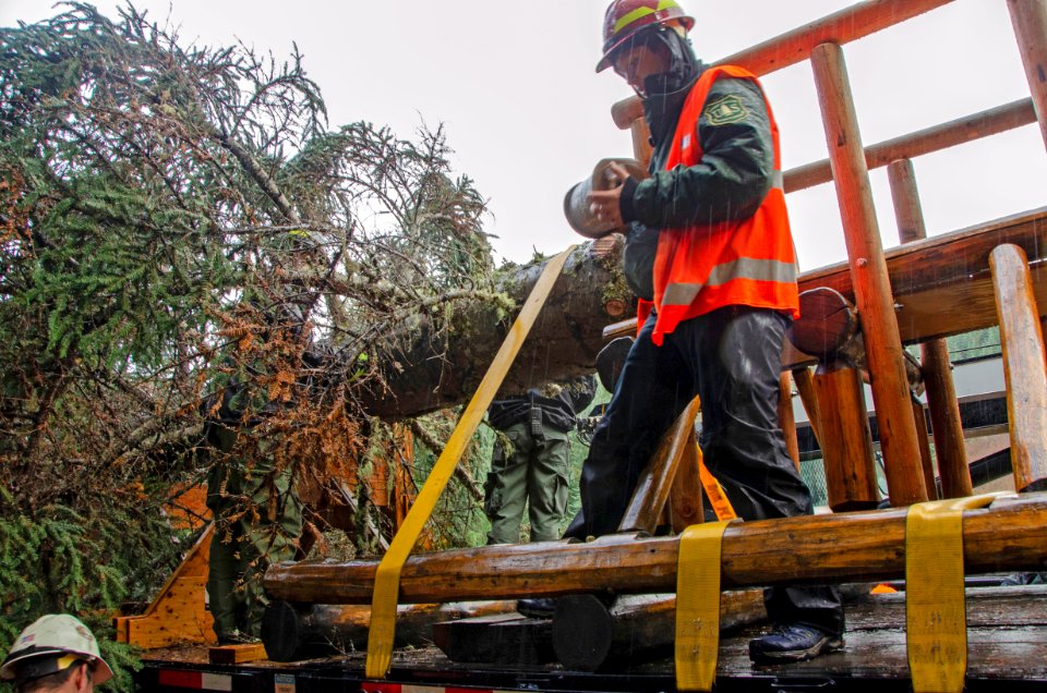Tree Cutting FS Employee Strapping Bands, Willamette National Forest.