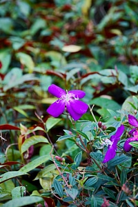 Garden flowers in full bloom