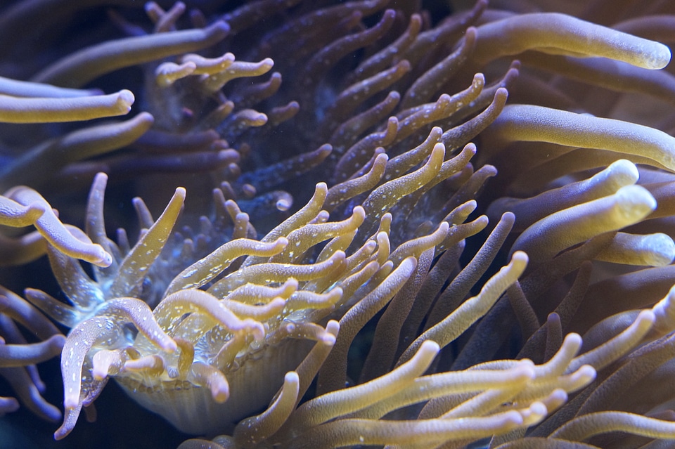 Aquarium sea creature