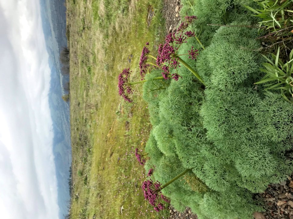 Columbia Desert Parsley 2 (Lomatium columbianum) by Alyssa Thornburg