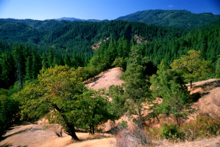 Forest Views, Rogue River-Siskiyou National Forest.jpg photo