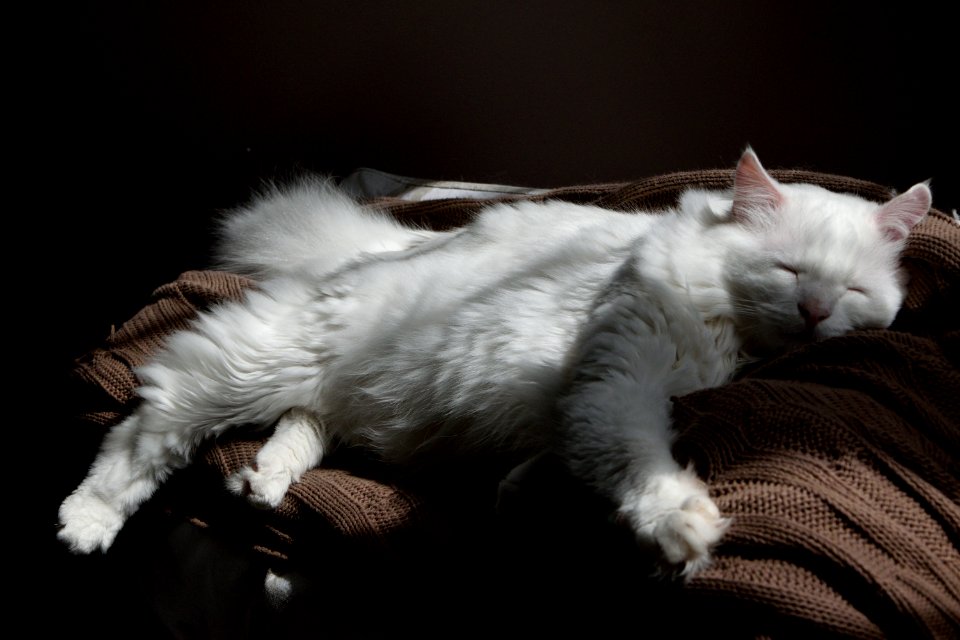 Main coon qui dort