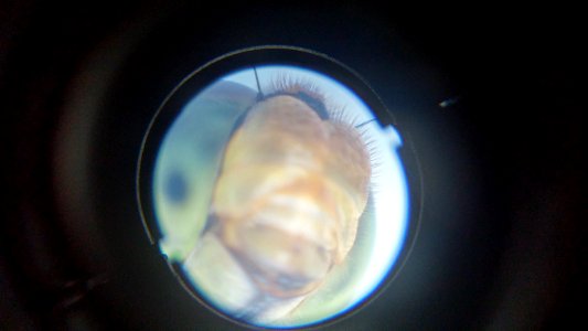 Microscope