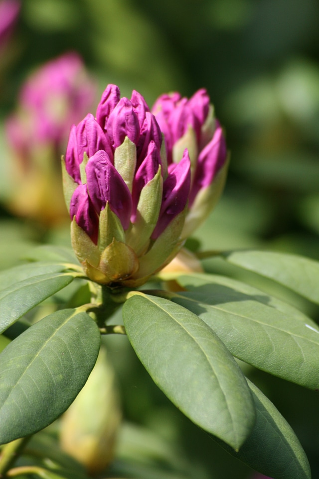 Spring nature flowers