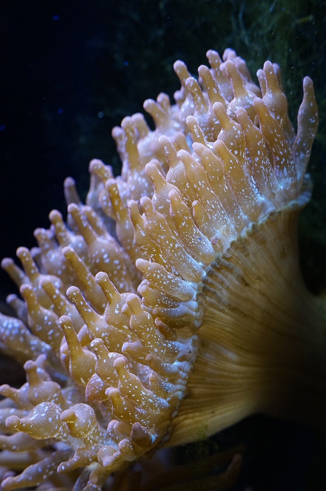 Aquarium sea creature