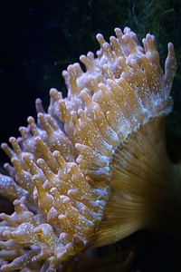 Aquarium sea creature photo