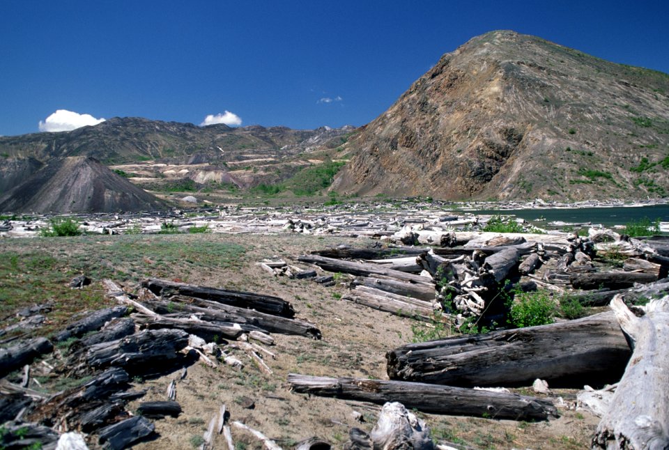 Gifford Pinchot National Forest, Mt St Helens NVM, Logs in Spirit Lake.jpg