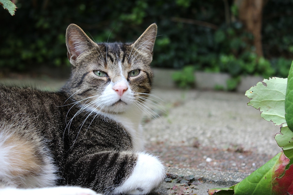 Cat pet domestic cat