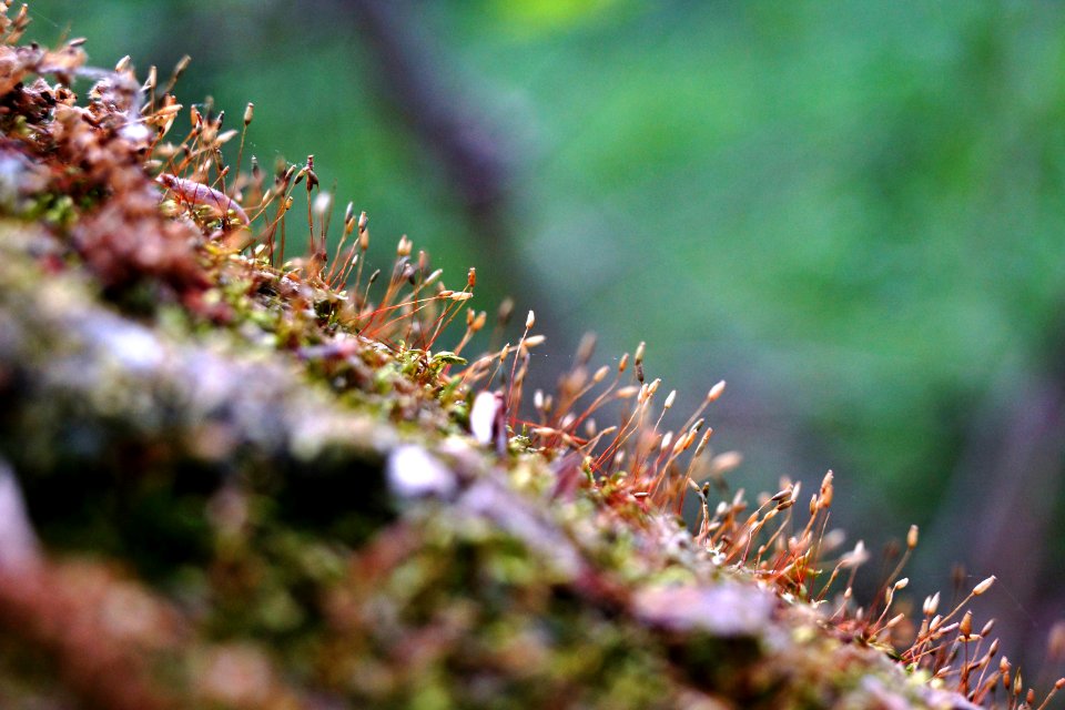 Tree's Hair