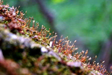 Tree's Hair