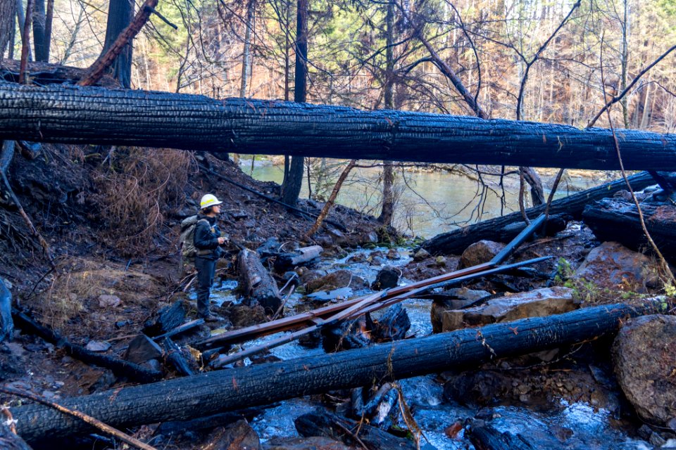 Riverside Trail #723 after Riverside Fire, Mt. Hood National Forest