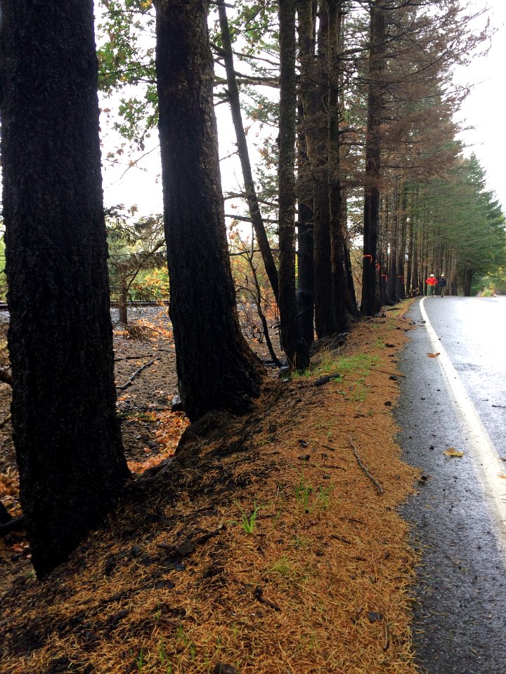 Burned trees line the historic highway near Oneonta gorge October 10, 2017