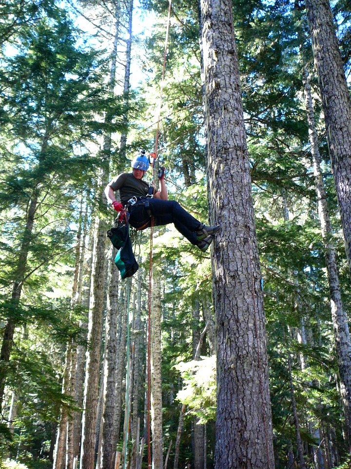 Cone collecting project for genetic conservation, US Forest Service