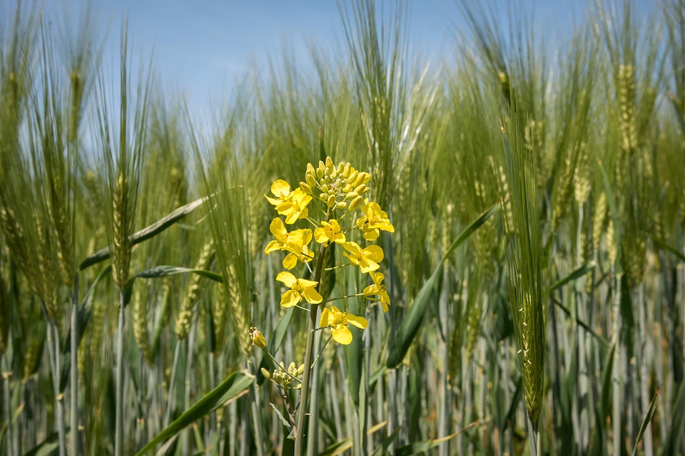 Barley barley field yellow