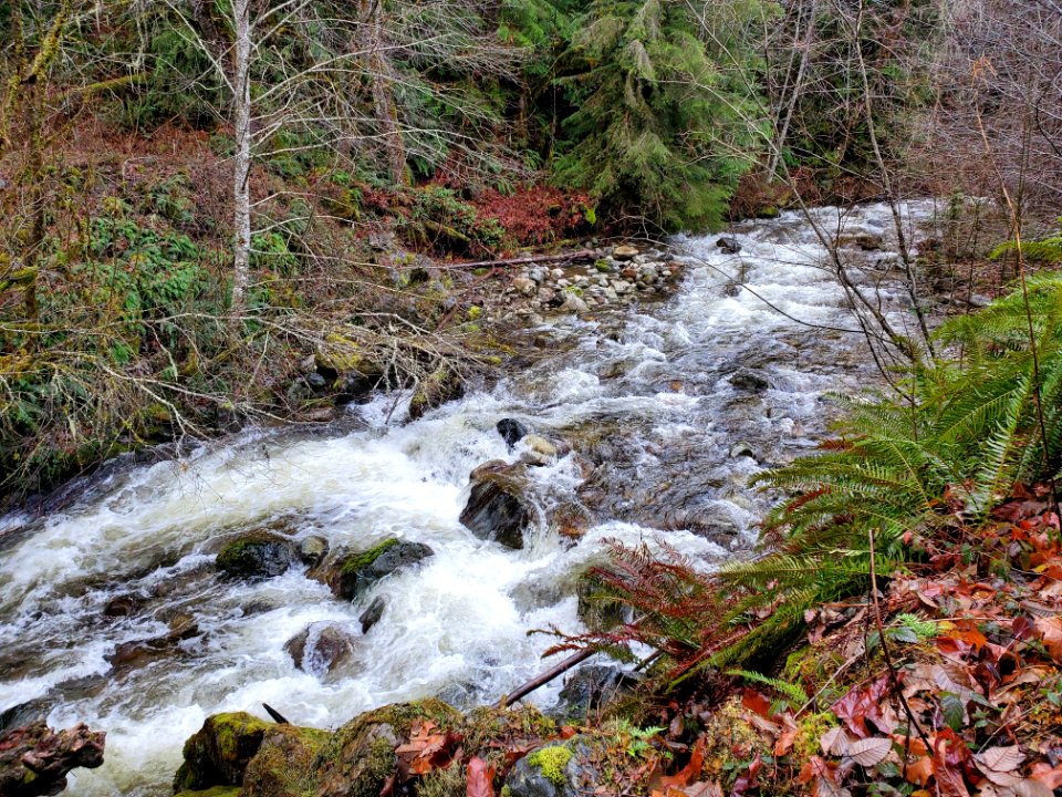Sights along the Suiattle River Road, Mt. Baker-Snoqualmie National Forest. Photo by Anne Vassar December 9, 2020.