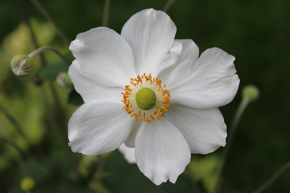 Flower summer anemone close up