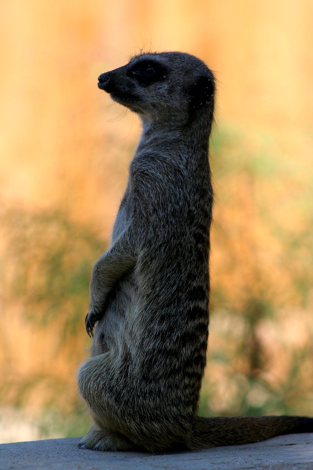 Wingham Wildlife Park