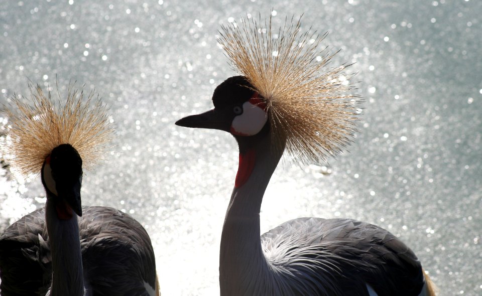 Wingham Wildlife Park