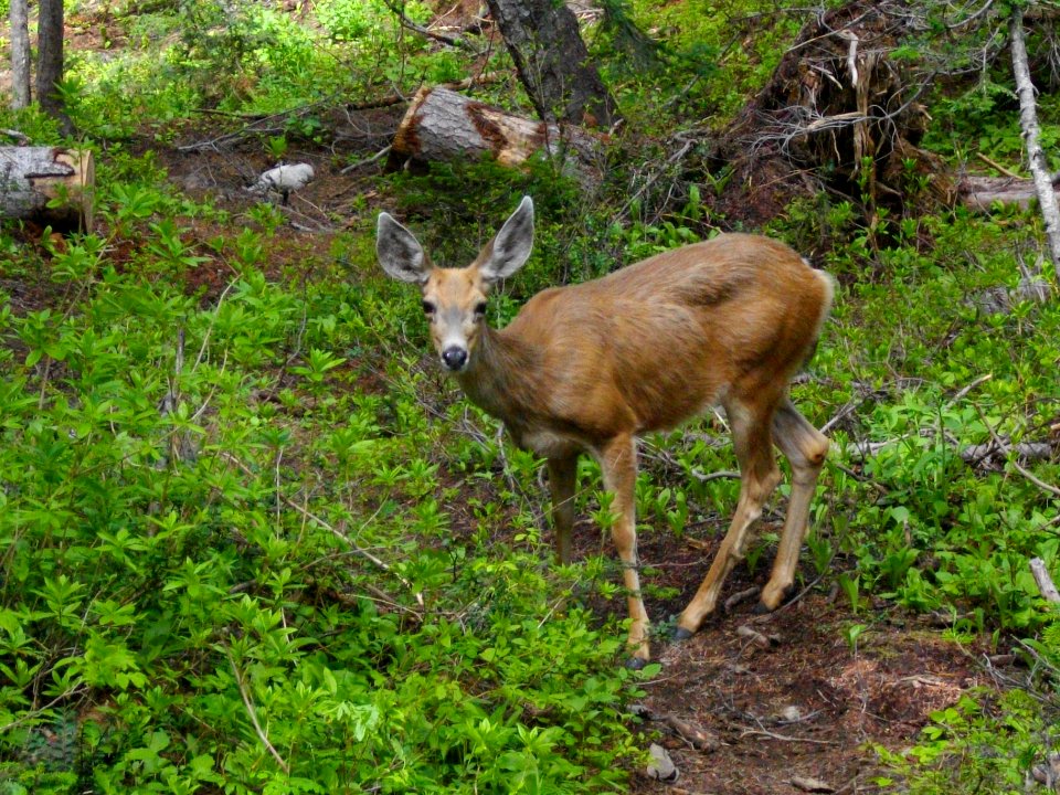 Deer on Entiat River Trail EntiatRD 2012-07-04 byPatrickHerman