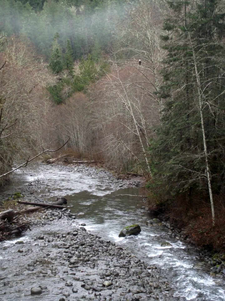 201912 Gray Wolf River, USFS photo by Karen Holtrop.