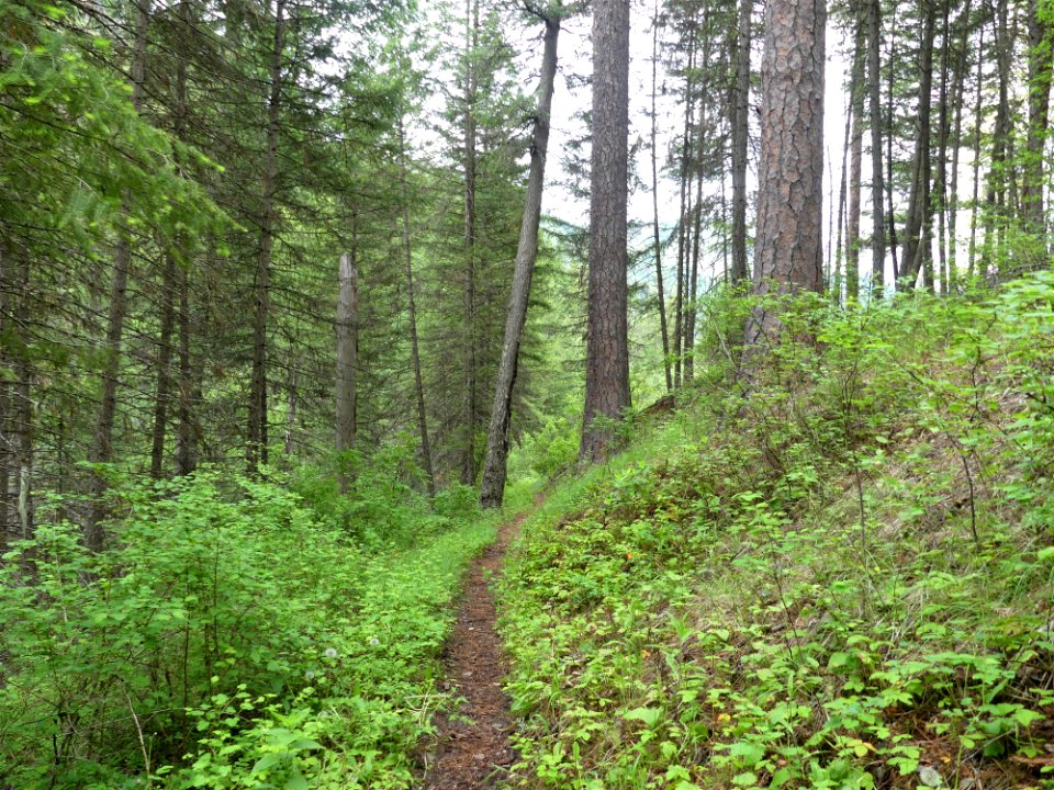 13 Mile Trail June 2020 trail curve by Sharleen Puckett