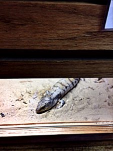 Blue-tongued skink