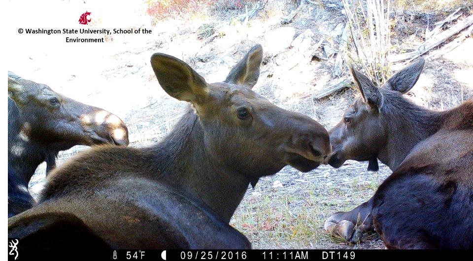 Moose captured during Forest Service-Washington State University Joint Project