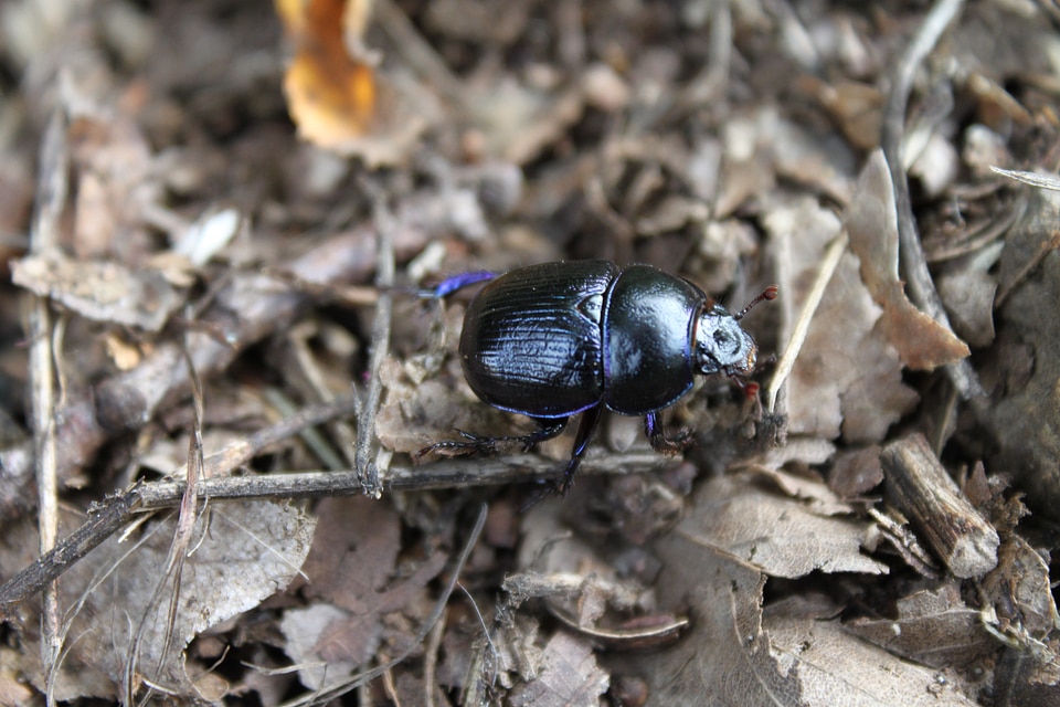 Nature insect animal