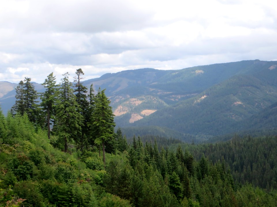 Mt. Hood National Forest, Cooper-Spur vicinity